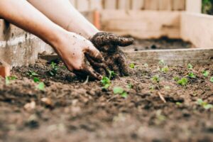 digging in the garden