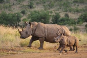 rhino and calf