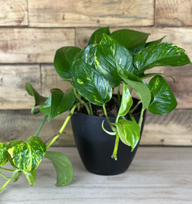 Golden Pothos