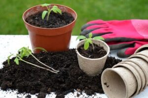 nutrient-rich soil and gardening gloves