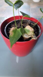 root rot pot plant